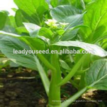 MCS06 Yuan late maturity hot sale choy sum seeds for planting